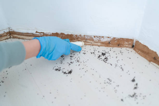 Best Affordable Pest Control Services  in West Miami, FL